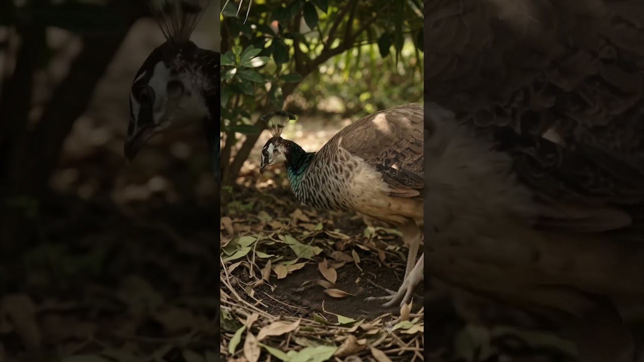 Indian Peafowl (Peahen) Building Her Nest From Scratch 🦚🌿 | Wildlife Documentary (Full Process)