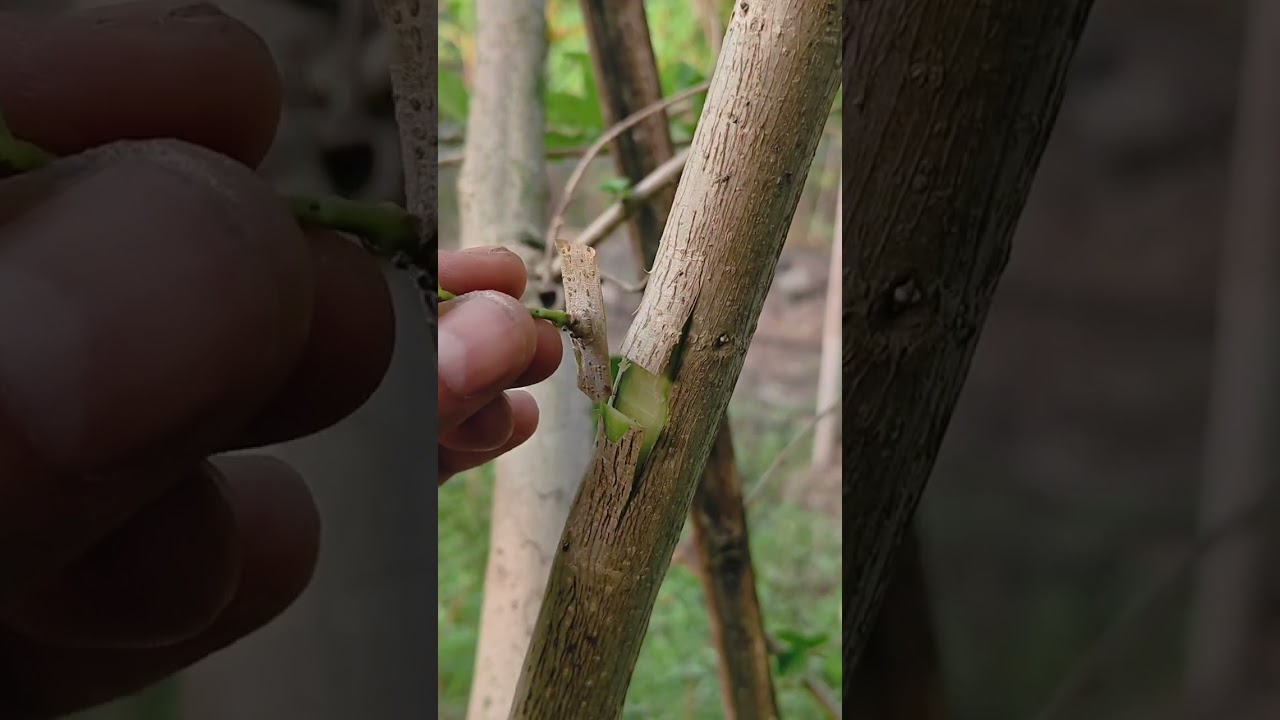 Unique grafting simple and fun 🌳🌳 #youtubeshorts #shorts #nature #garden #crafts #grafting