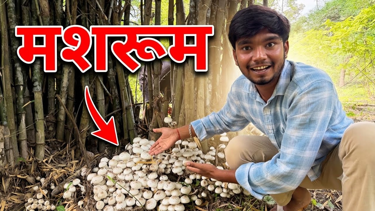 Mashroom Mill Gai #mashroom #jangal #jangalmemashroom #harshpushptode #family #familyvlog 