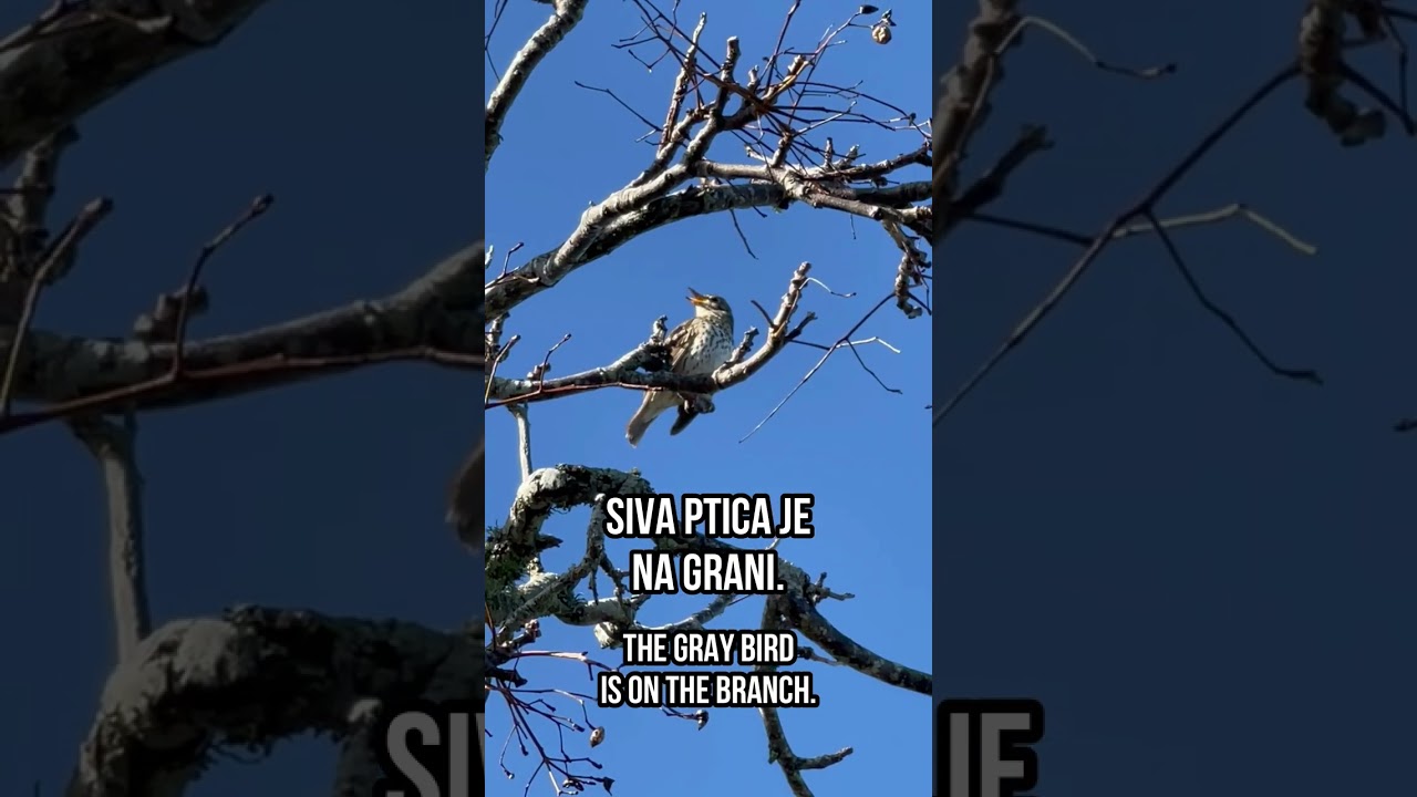 Learn Serbian | Grana - Branch