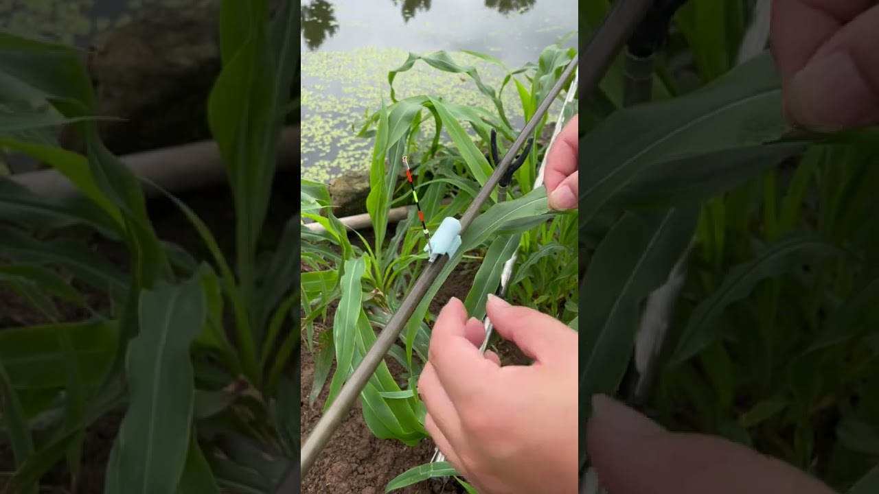 Chuông báo cá điện tử câu lăng xê săn hàng cá #1 #fishing #shorts