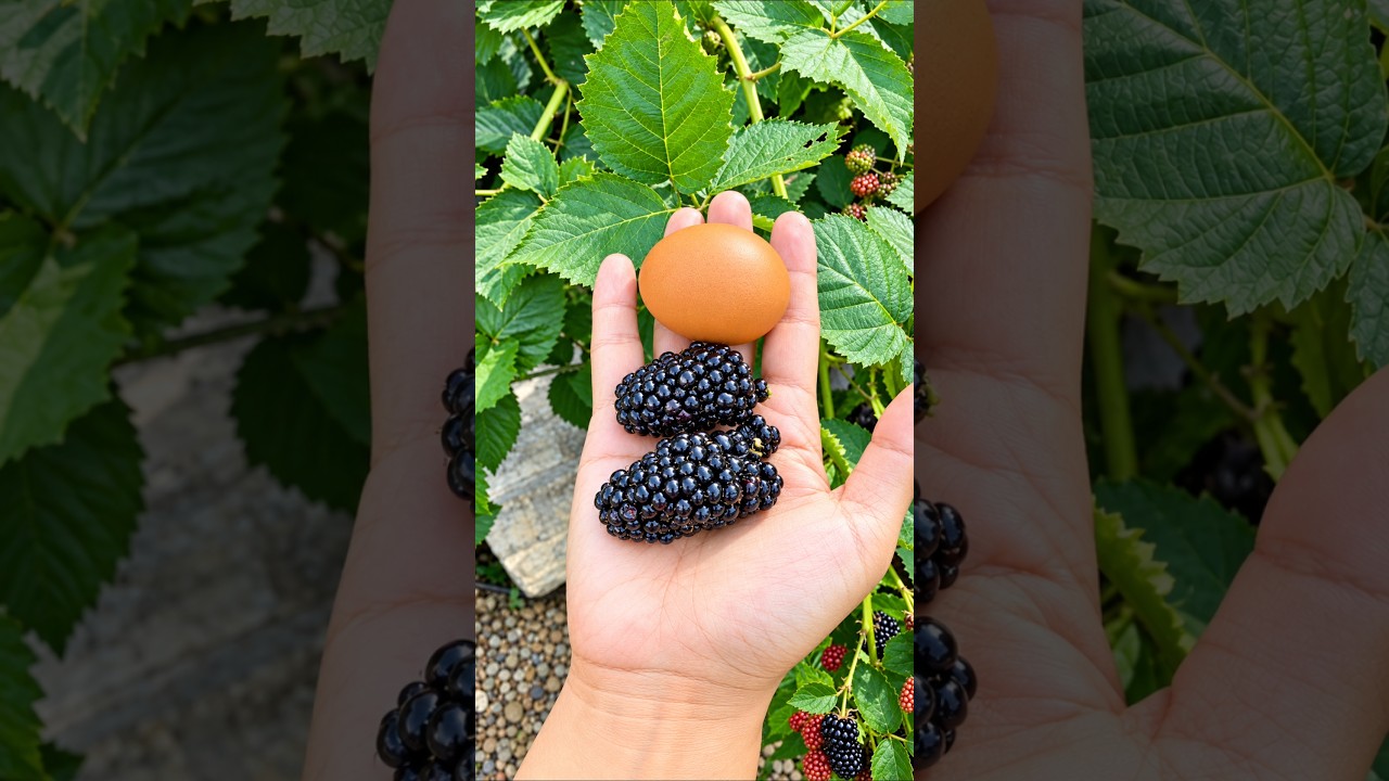 Eat THIS to Fix Your Gut & Boost Immunity! 🐉🍇. Top 5 Healthiest Fruits