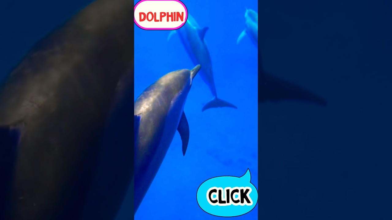 Dolphin Sound 🐬 | Animal Sounds for Kids #Shorts