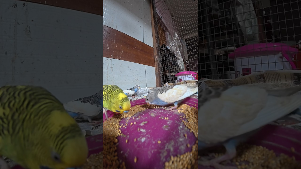 Budgies Breeding Progress 2026 #birds#lovebirds #parrot#budgies#birdsounds#shorts #birdbreeding