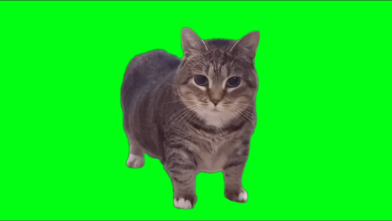OIIA Cat x Ievan Polkka (OFFICIAL VIDEO)