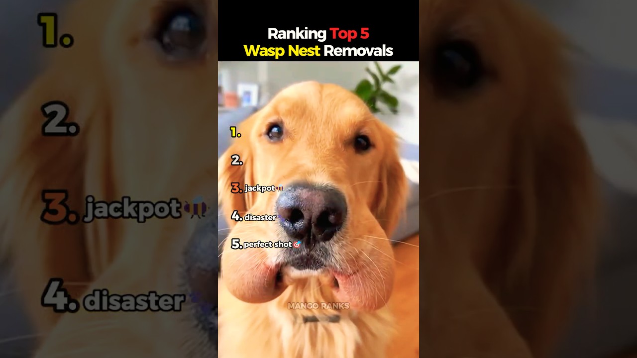 Ranking TOP 5 Wasp nest removals 🐝🔥💀