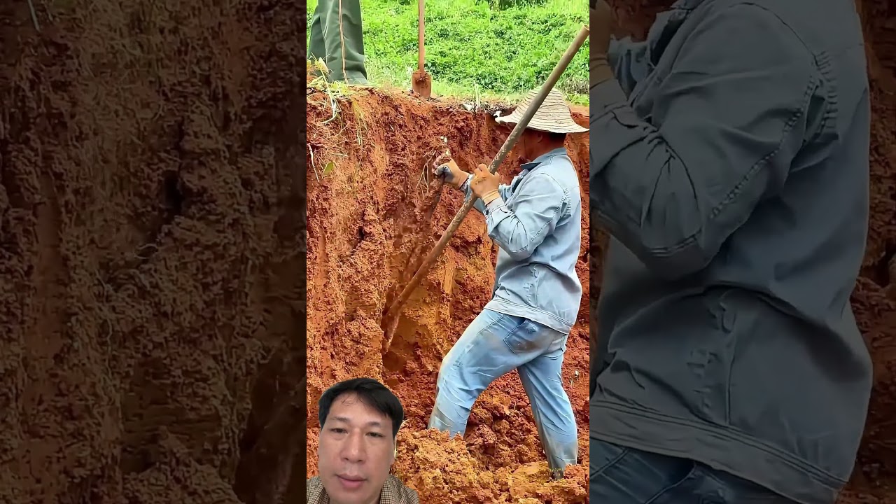 Farmer Digs Up a 5-Meter-Long Yam! 🥔😲 #farming #garden #agriculture