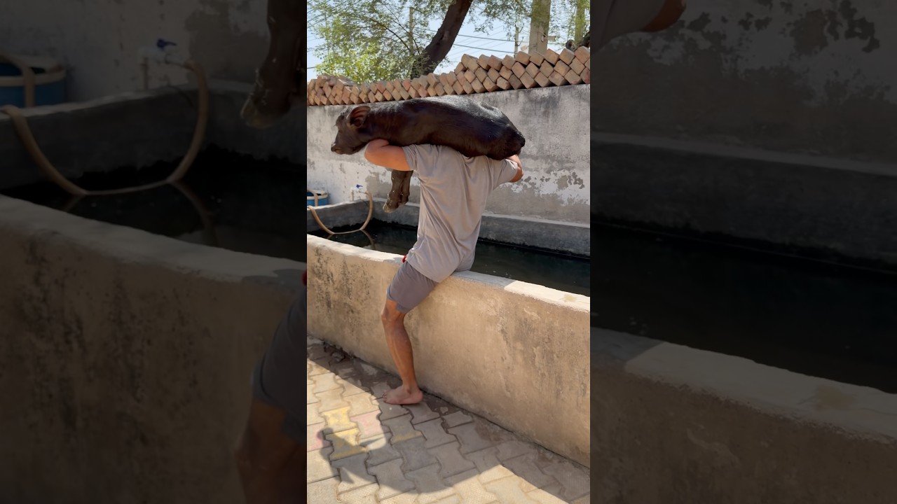 Grme Ka Jugad Animal Lover 🙏#rahuldhandlaniya #babakidyatai #animals #buffalo