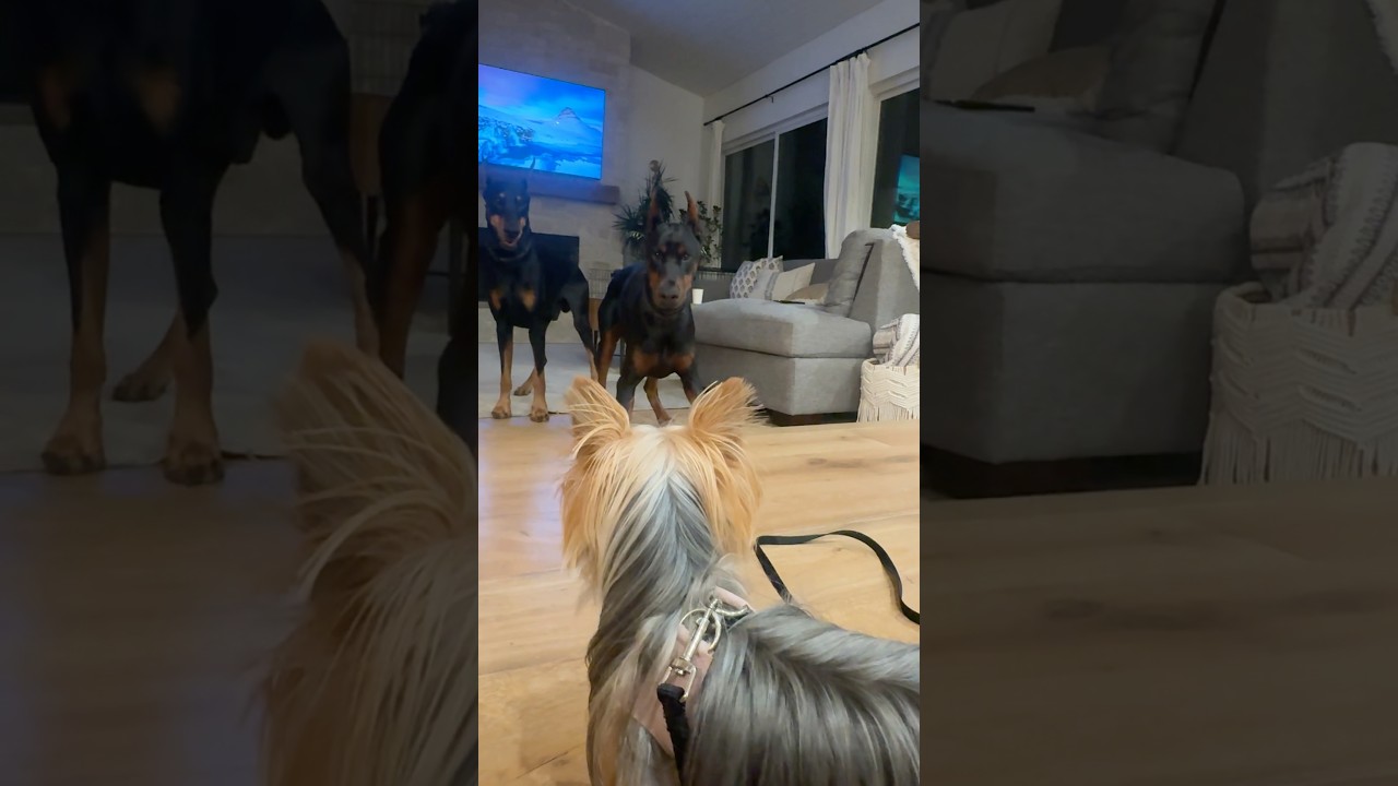Little dogs like WTF
