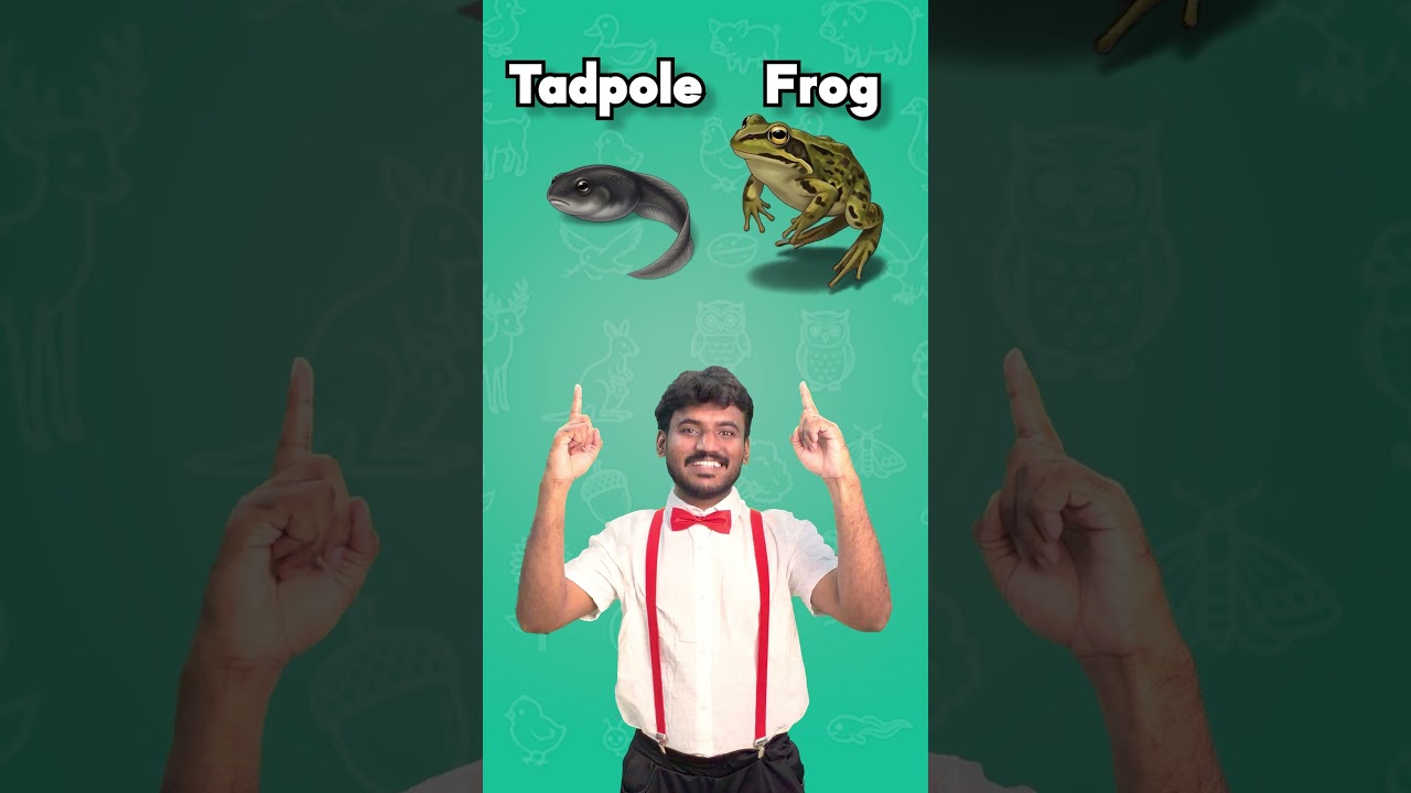 Learn Life Cycle Transformations 🐣🐸 | Egg to Chicken | Easy English Learning for Kids