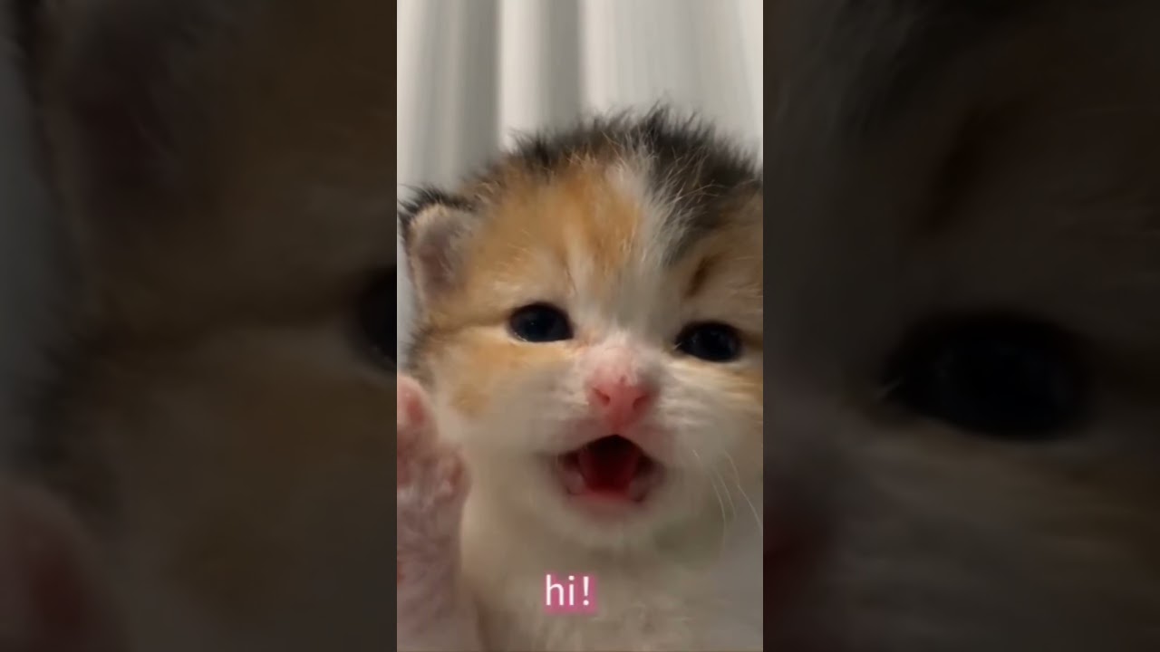 Cat Say's Hello! 😅
