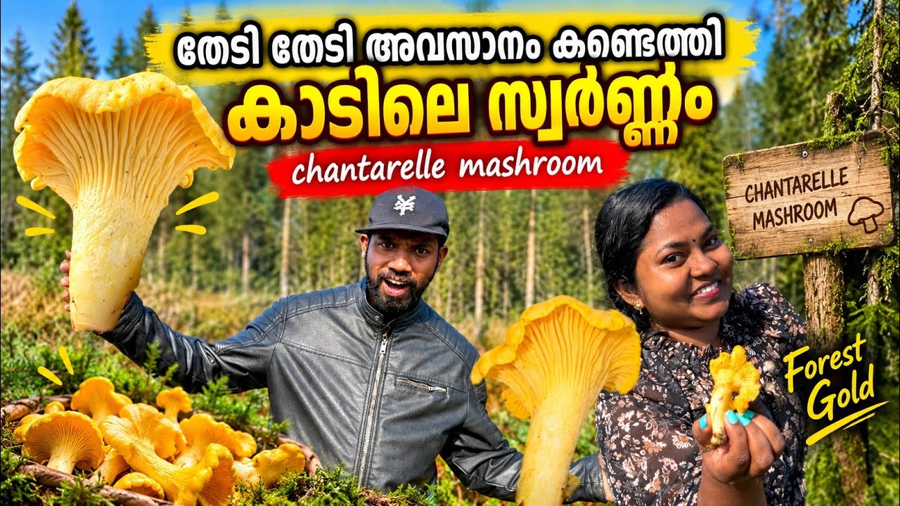 കാട്ടിലെ സ്വർണ്ണം കിട്ടി 😀| gold from forest #mallusinfinland #malayalam #familyvlog #mushroom 