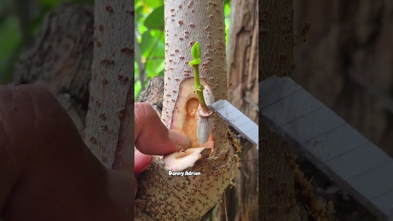 Tips grafting buds techniques 🌳 #grafting #graftingtechniques #gardening #plants