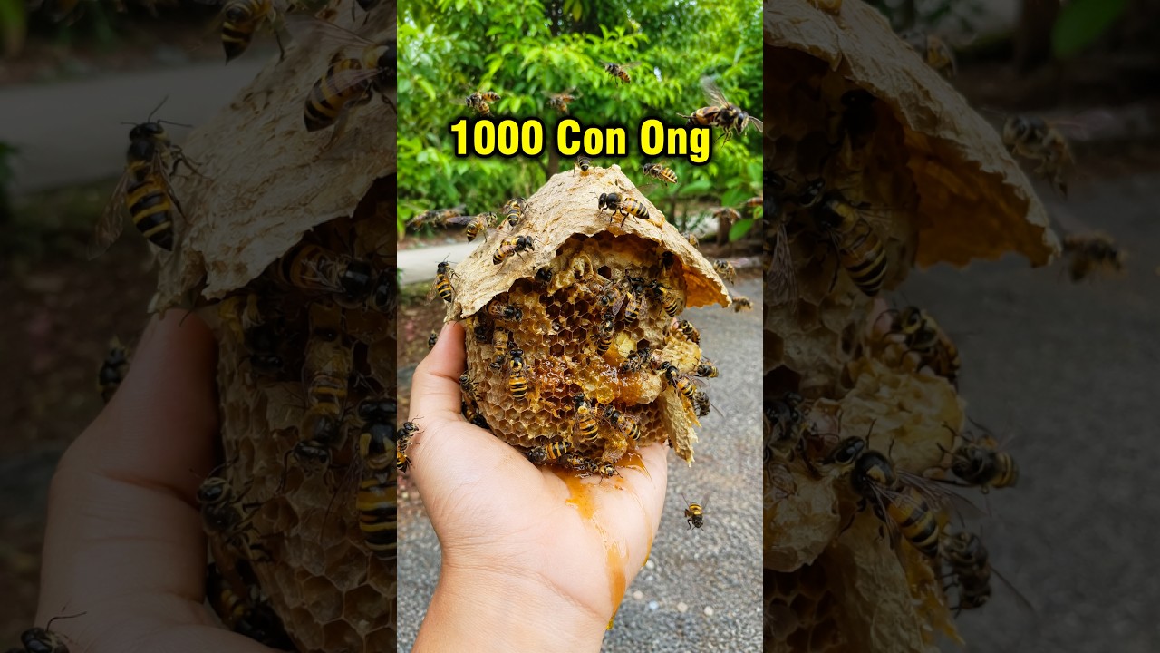Xây Nhà Mới Cho Bầy Ong Lạ 🐝#shorts