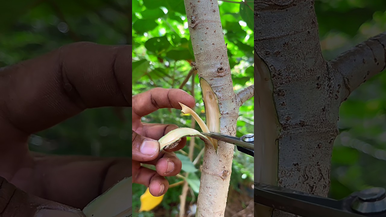 learn simple grafting #plants #tanamanunggul #grafting #tanamahias #nature