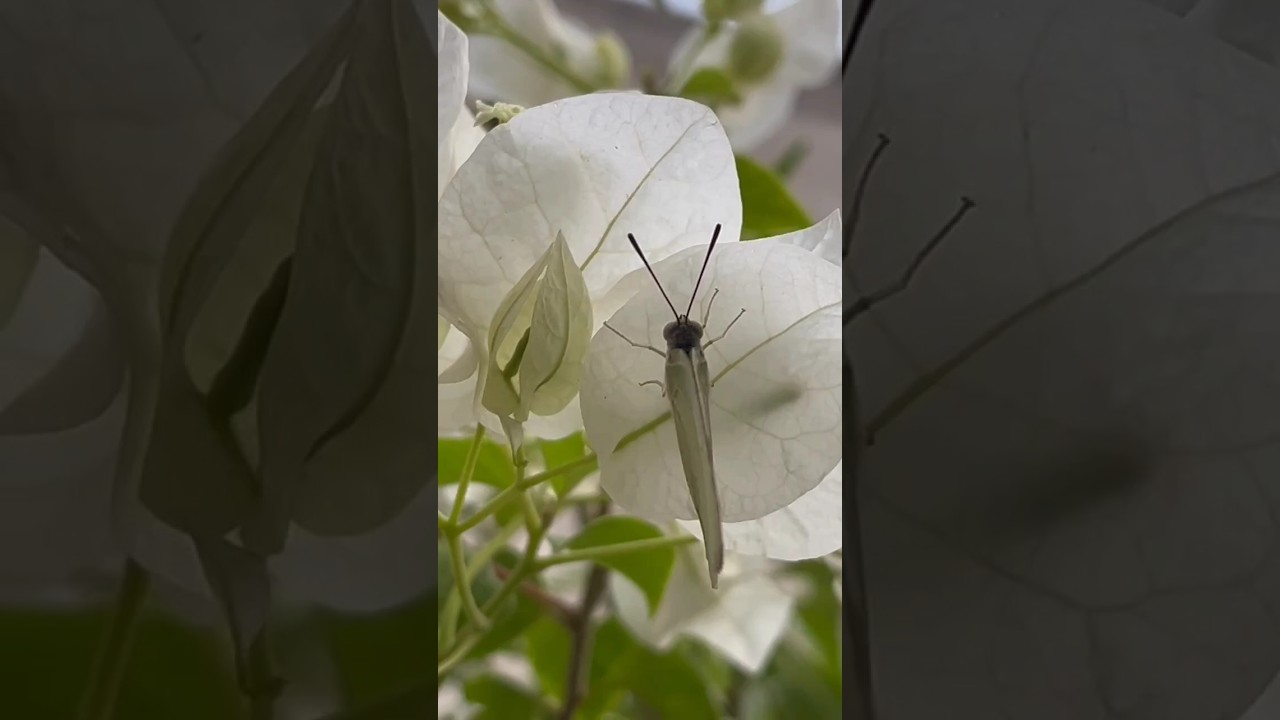 #watering in plants#plantcare#butterfly#gardening