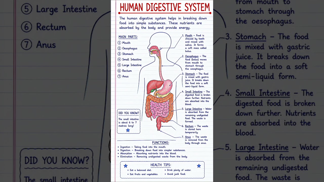 Human Digestive System