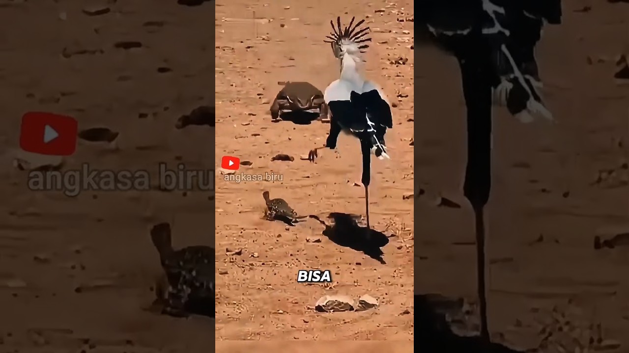 Kaki Baja dari Afrika! 🦅 Secretary Bird & Kori Bustard #faktahewan #burung #shorts