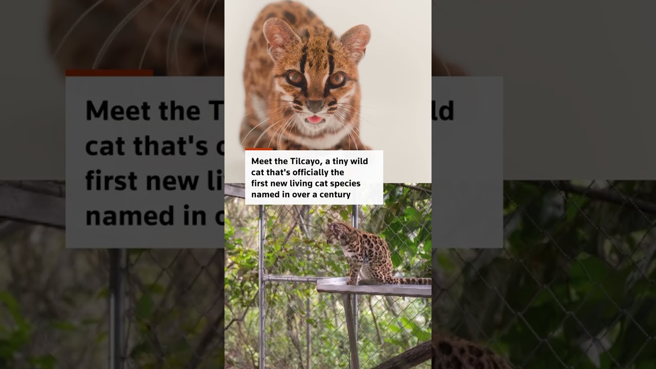 Scientists identify brand-new cat species in Bolivia