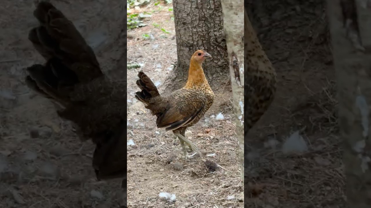Modern Chickens are Defective #survivalchickens #survival #homesteading #chickens #selfsufficiency
