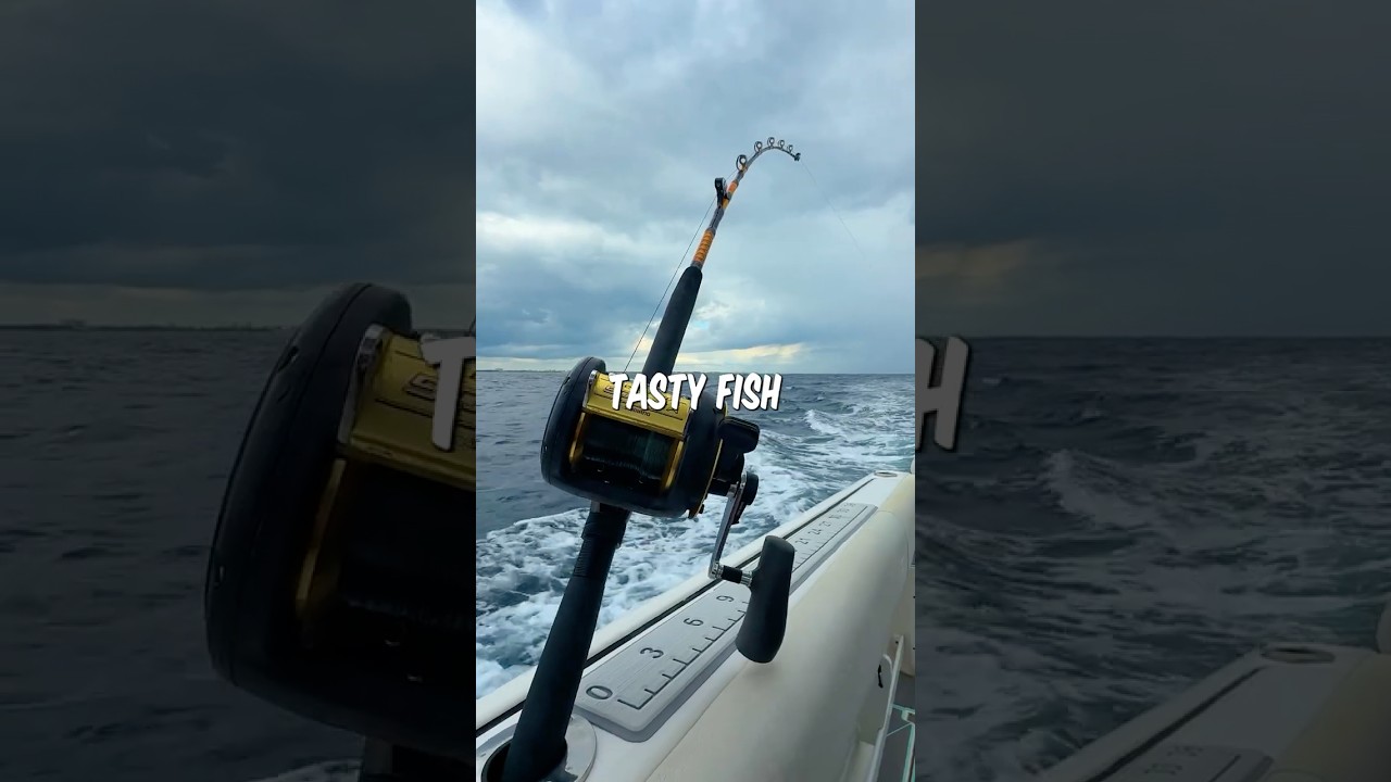 This TASTY Fish Lives Right Near The Beach! #fishing #shorts