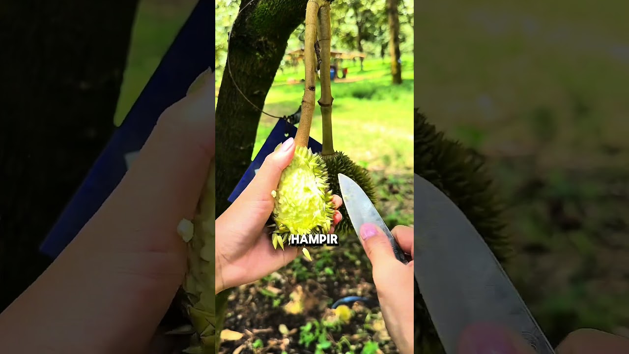 Durian Unik Varietas Baru #Fruits #Duriangundul #tipsberkebun #trikpintar #farming