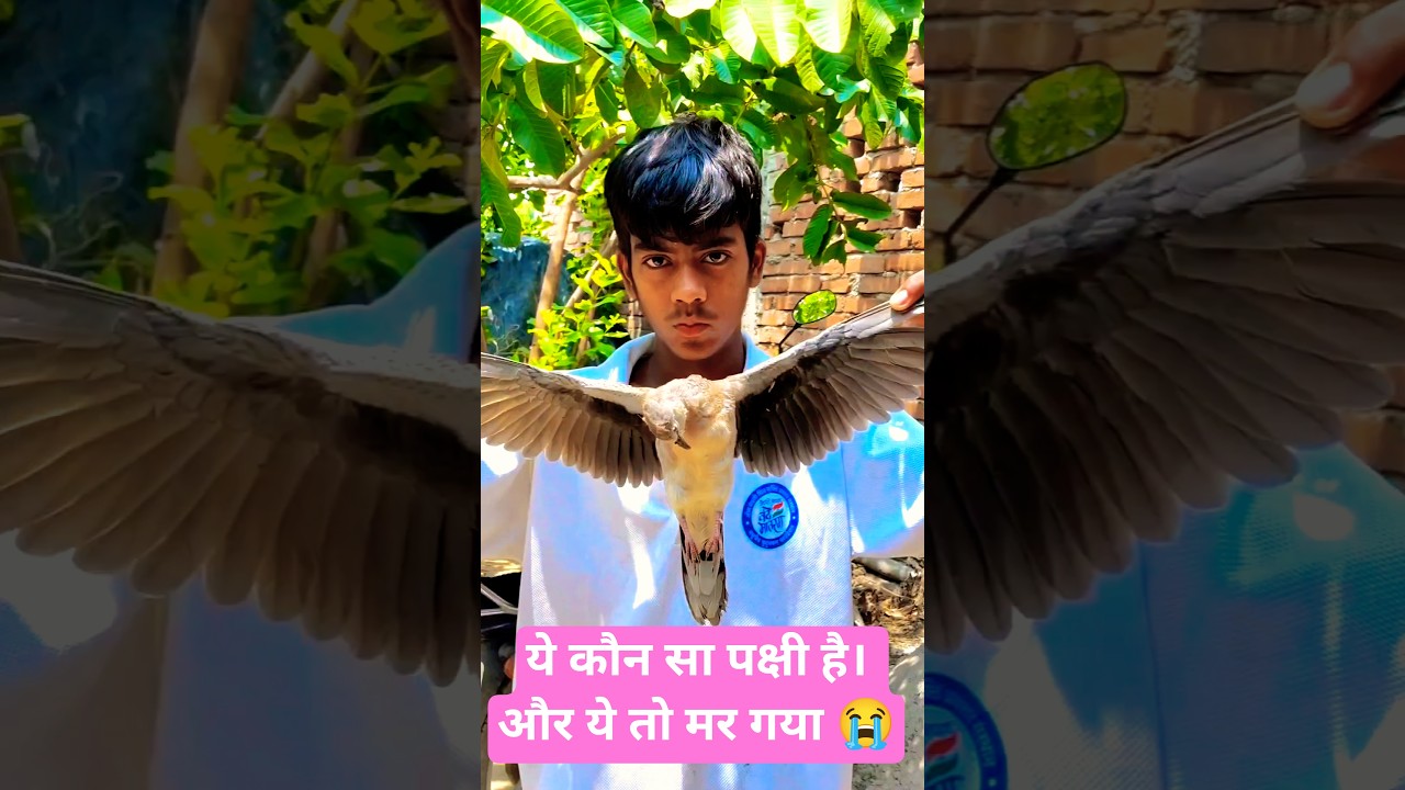 ये कौन सा पक्षी हैं || और ये तो मर गया 😭...#viral #short #trending #pakshi #sad #sadmoment #minivlog