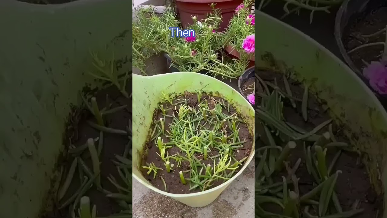 #portulaca cutting growupdate#mossrose#vinca