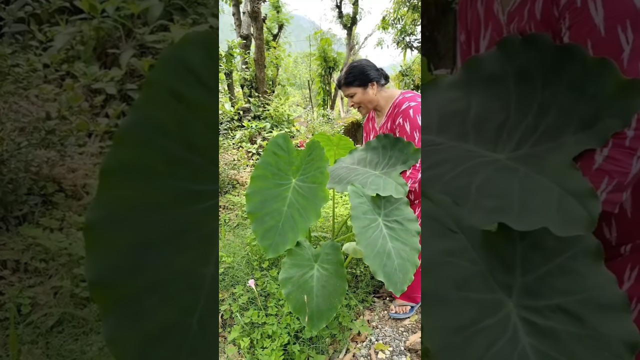 आज हम सैर करेंगे भाभी जी के बगीचे की #trending #trending #vlog #shorts #youtubevloggers #maakirasoi