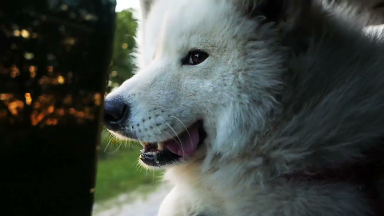 VLOG TEASER