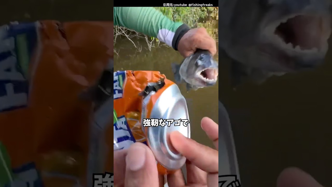 ピラニアの歯！！#釣り#魚釣り#ピラニア#fishing#shorts