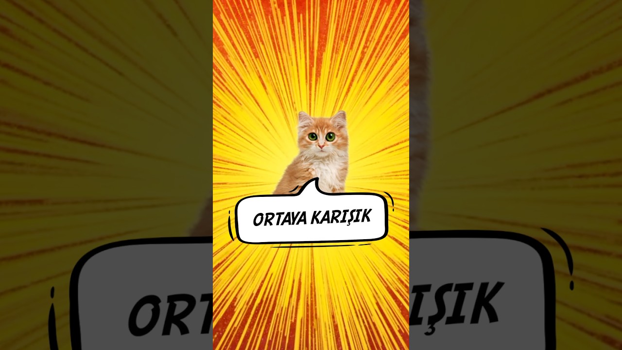 Ortaya Karışık Gülmelik 😂😸 #kedi #komedi #cat