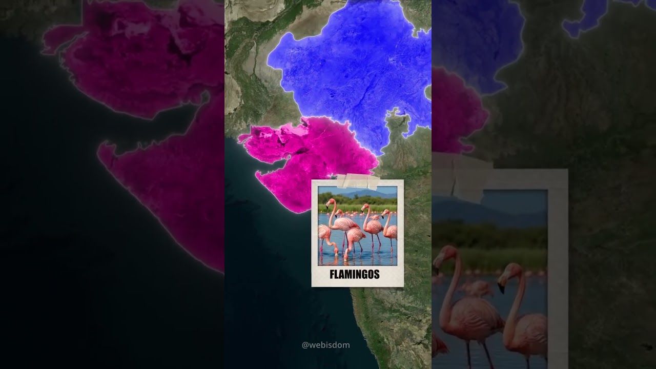 Asiatic Lion kaha milega 1 #artificialintelligence #digitaladventure #smartphone