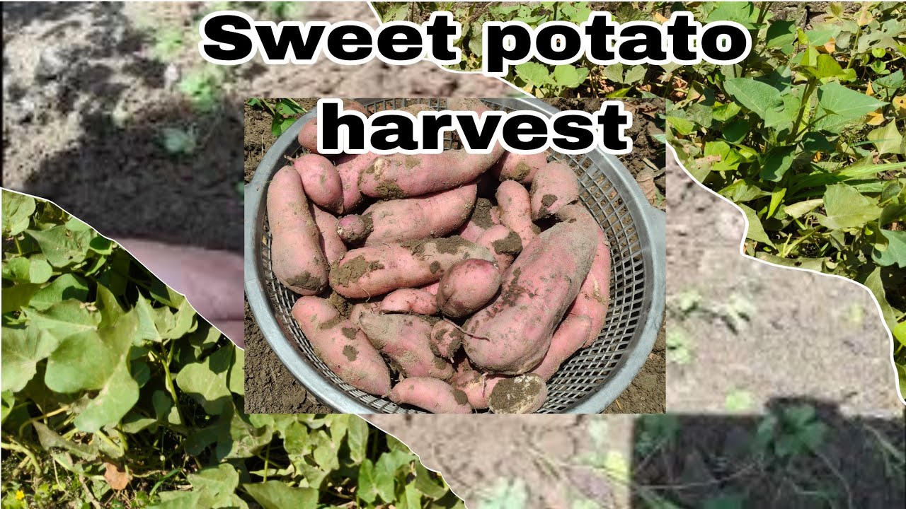 Sweet potato harvest // Sweet potato harvesting in my garden