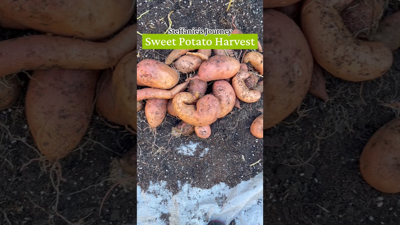 Sweet Potato Harvest 2026 | 17 Gallon Container | Steffanie’s Journey #fyp #fypシ゚viral