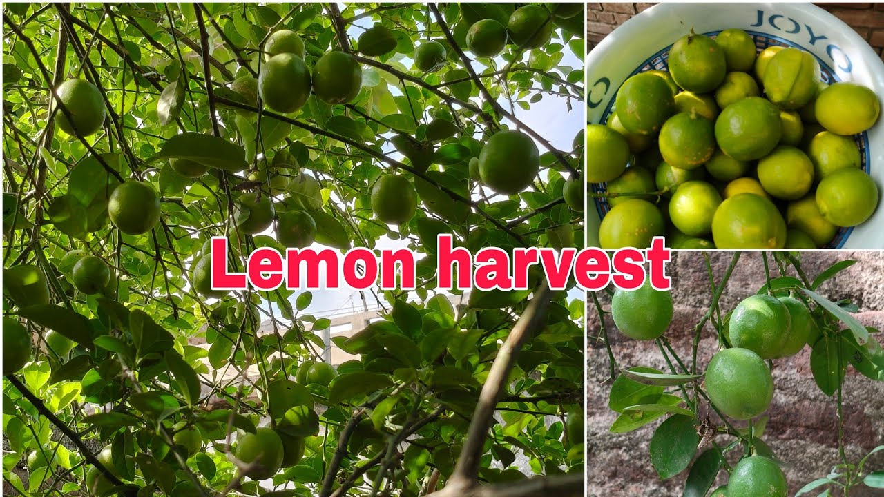 Grow lemon plant at home // lemon harvesting