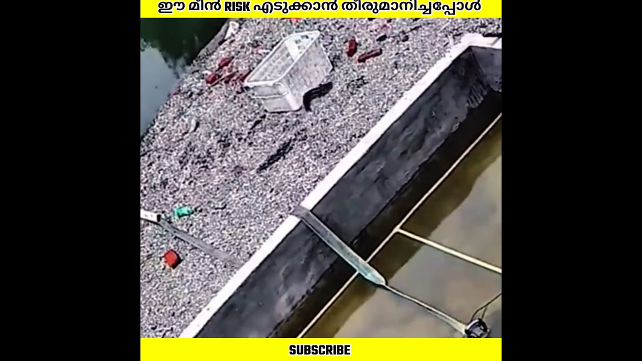 ഈ മീൻ കുളത്തിൽനിന്ന് ചാടുകയും പിന്നീട് സംഭവിച്ചത് | Ashik Uncovered | #shorts