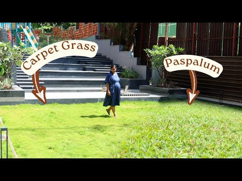 Best Lawn Grass to grow in India and How? Complete Guide 