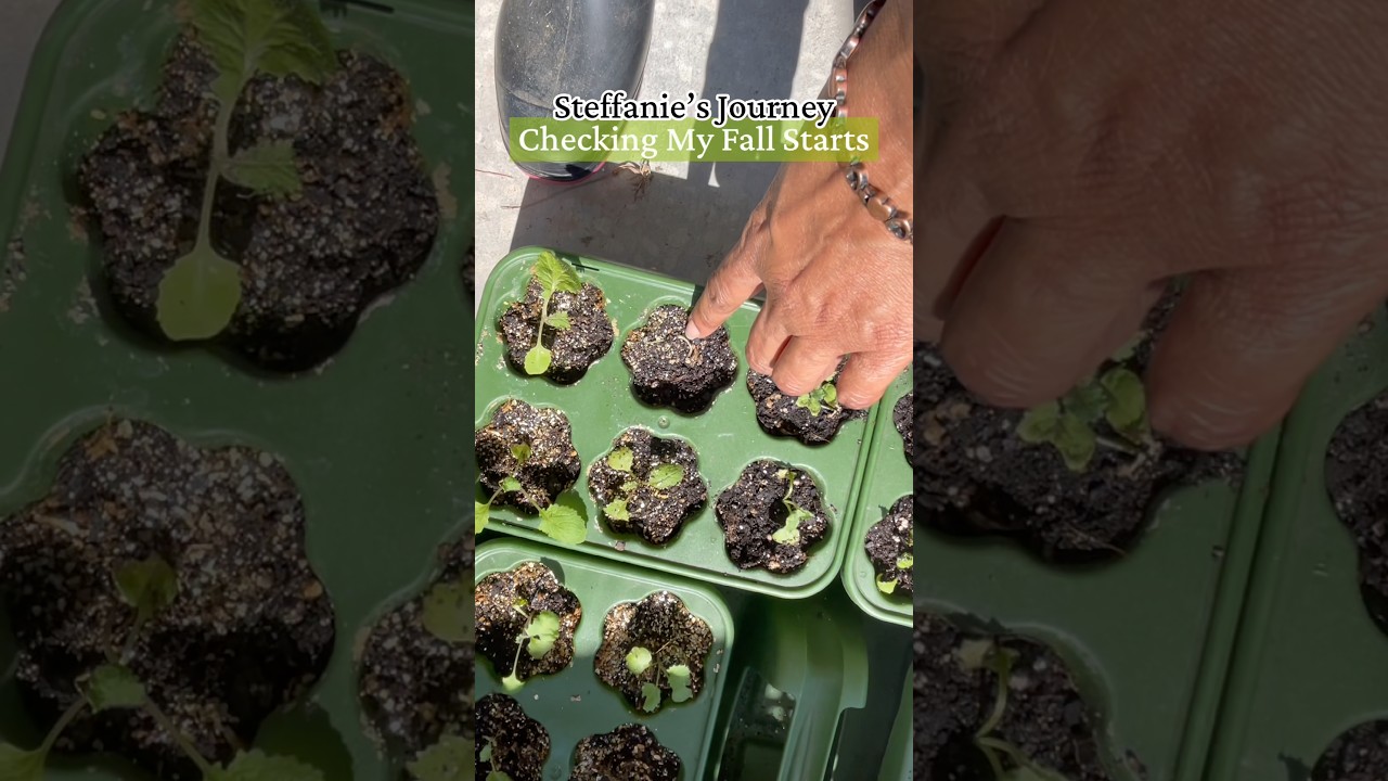 Checking My Fall Starts, Growing Greens for the Holidays #gardening #fyp #growyourownfood #fypシ