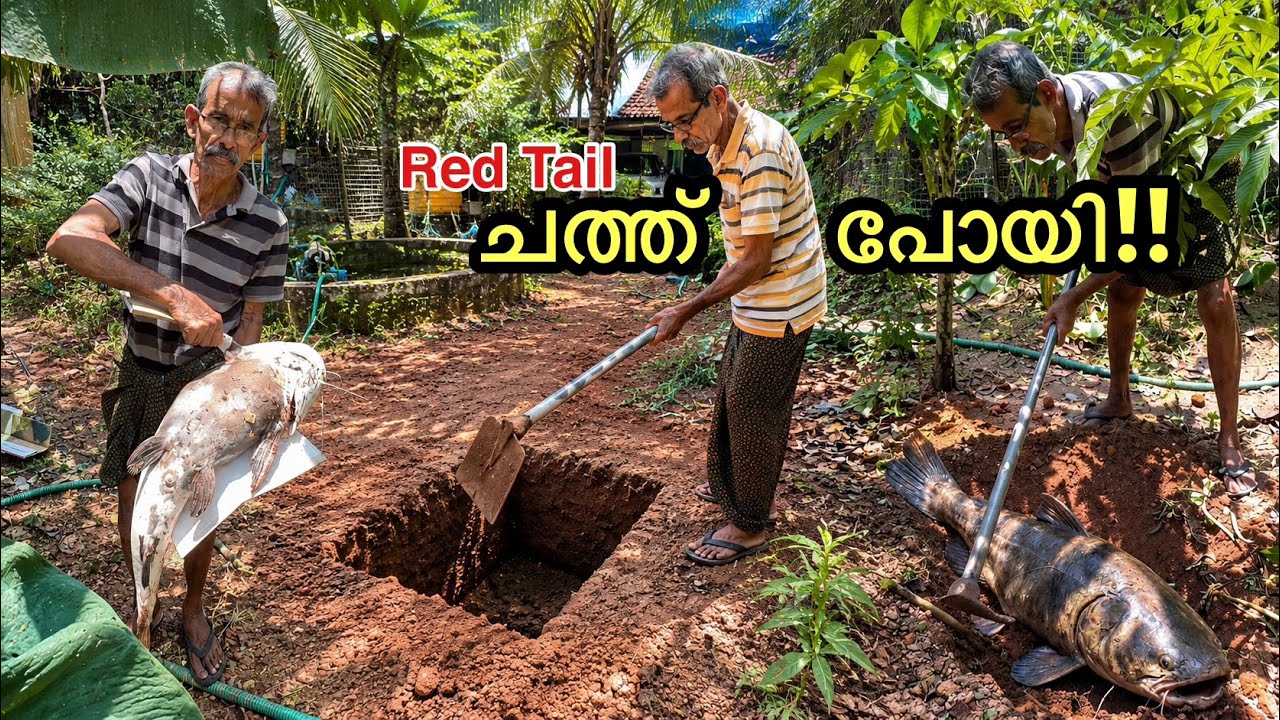 Red Tail ചത്തു പോയി!!! ഇനി എന്ത് ചെയ്യും!!! | Our Biggest catfish is DEAD | Fishing Freaks