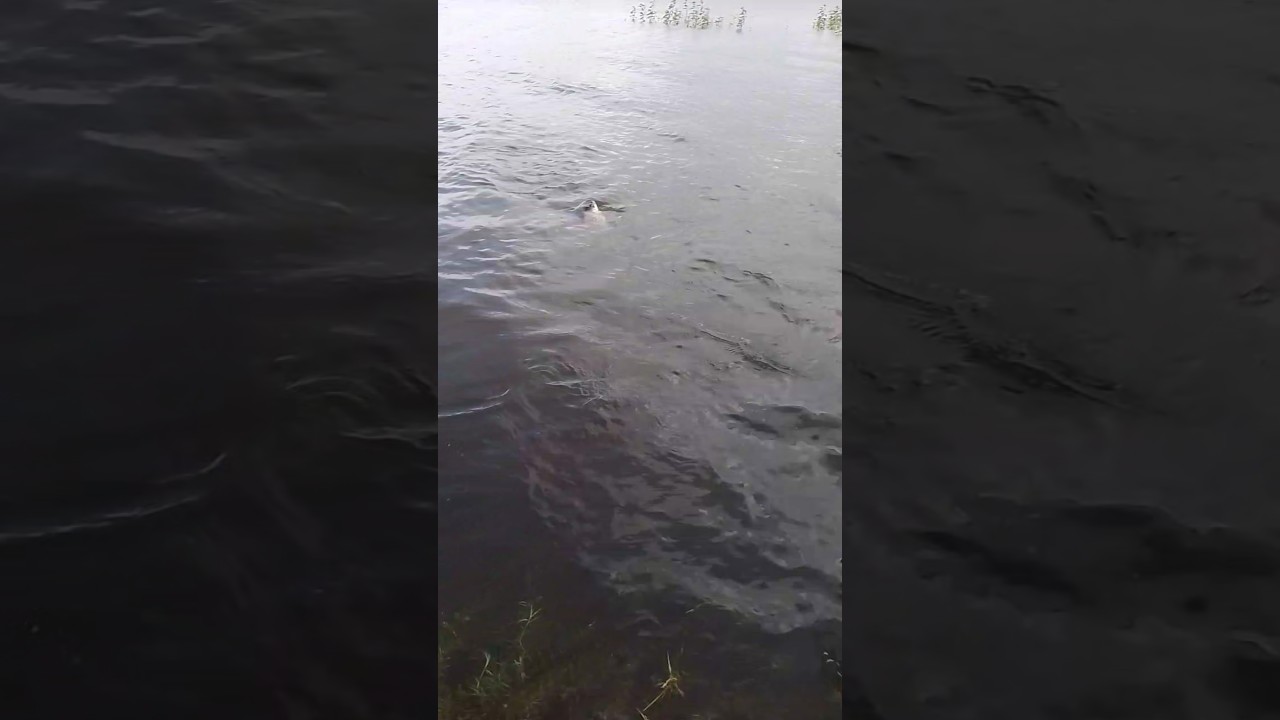 BIG FISH CATCH IN RIVER🎣 | Amazing Big 🐠 #fishing #trending #youtubeshort #fish #short