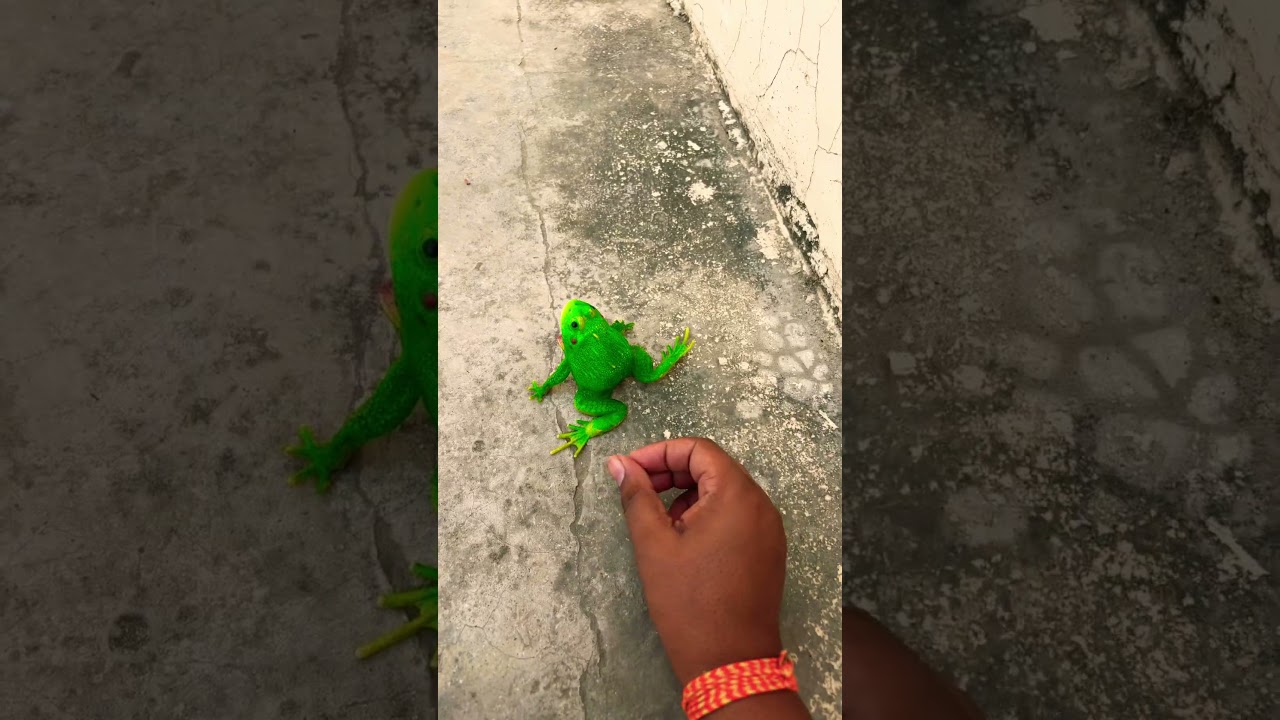 Funny frogs Catching |Wep wep catching frogsfunny |boing catch frogs make you laugh #frog