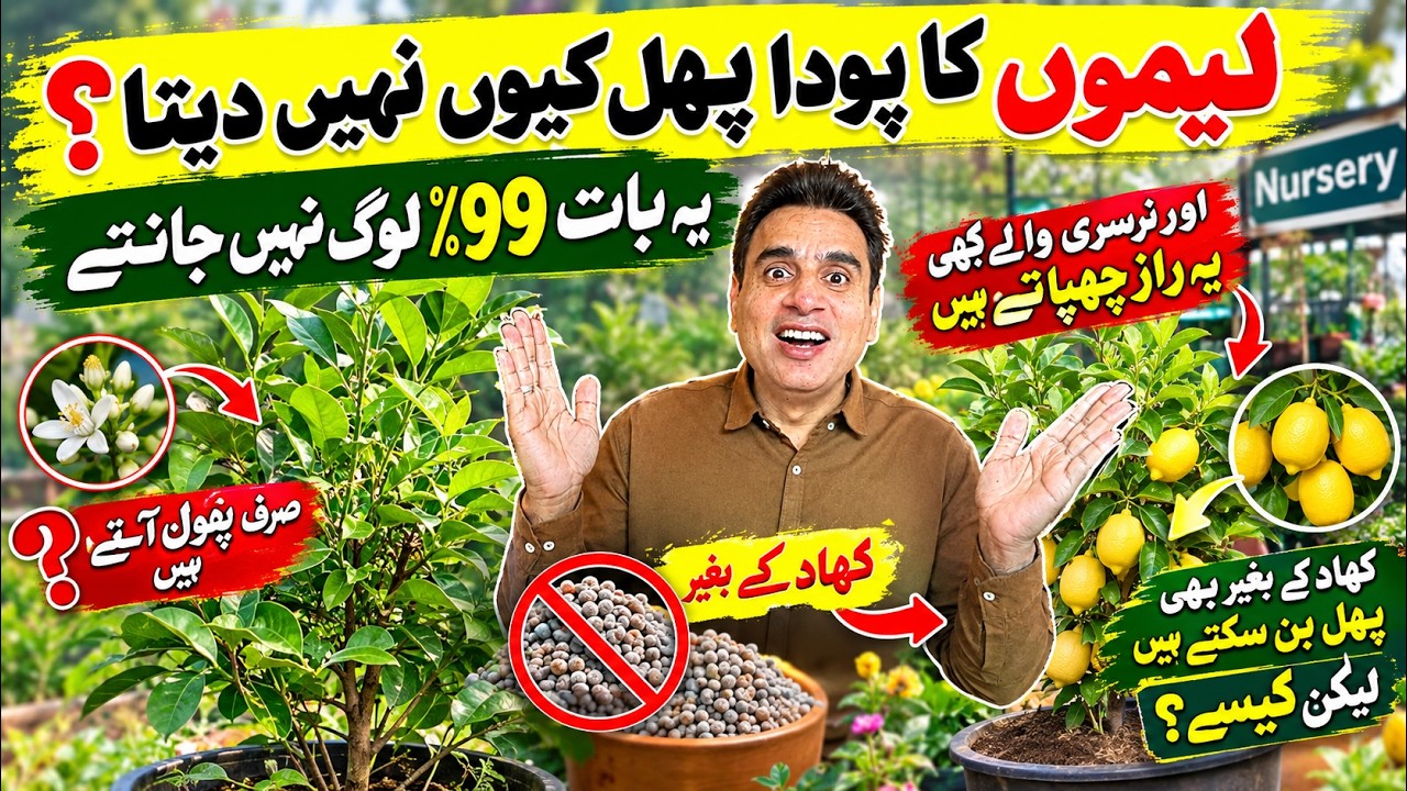 لیموں کا پودا پھل کیوں نہیں دیتا؟ 99٪ لوگ یہ راز نہیں جانتے! | کھاد کے بغیر بھی لیموں کیسے لگائیں؟