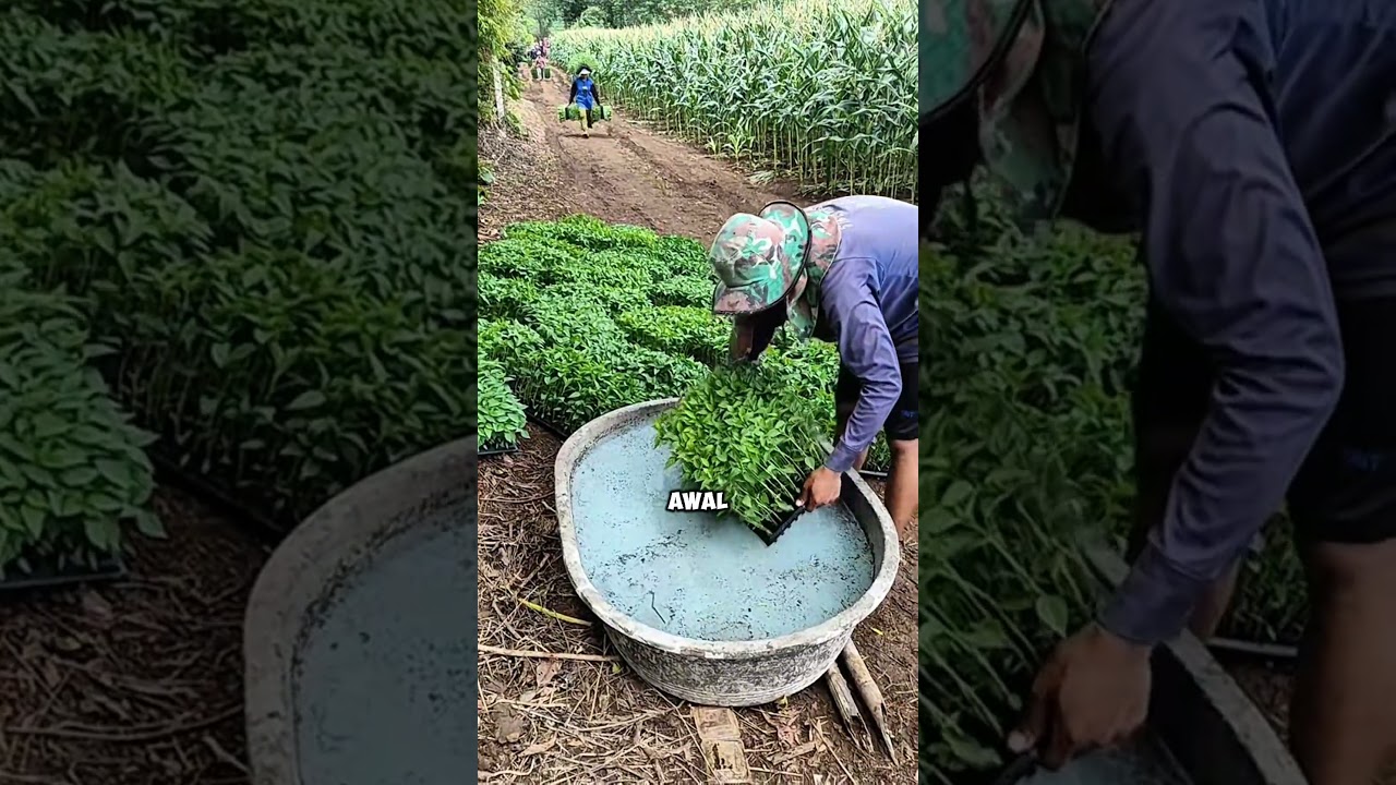 Lakukan Trik Cerdas Ini sebelum Menanam Cabai #pertanian #petanicabai #tipsberkebun #trikpintar