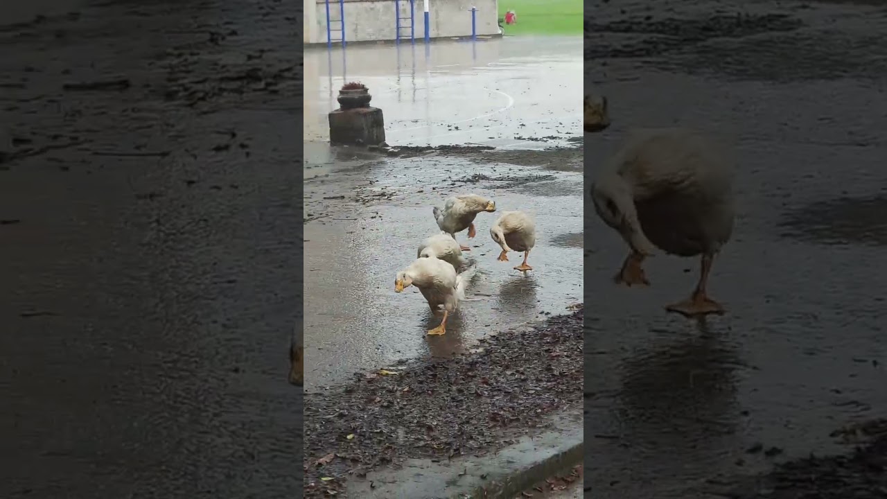 Geese hilariously hunch together to keep their heads dry in Guangxi, China