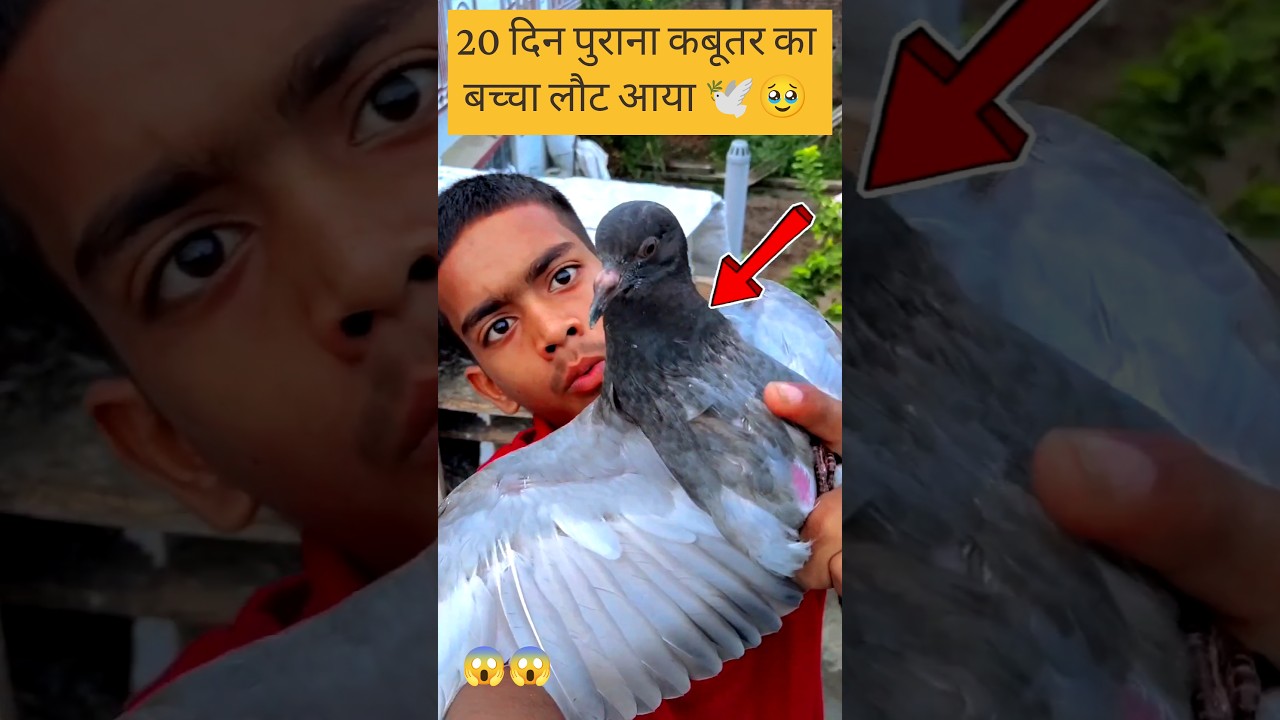 20 दिल पुराना कबूतर का बच्चा लौट आया 🕊️🥹...#viral #short #20days #kabootar #pigeon #trend #minivlog