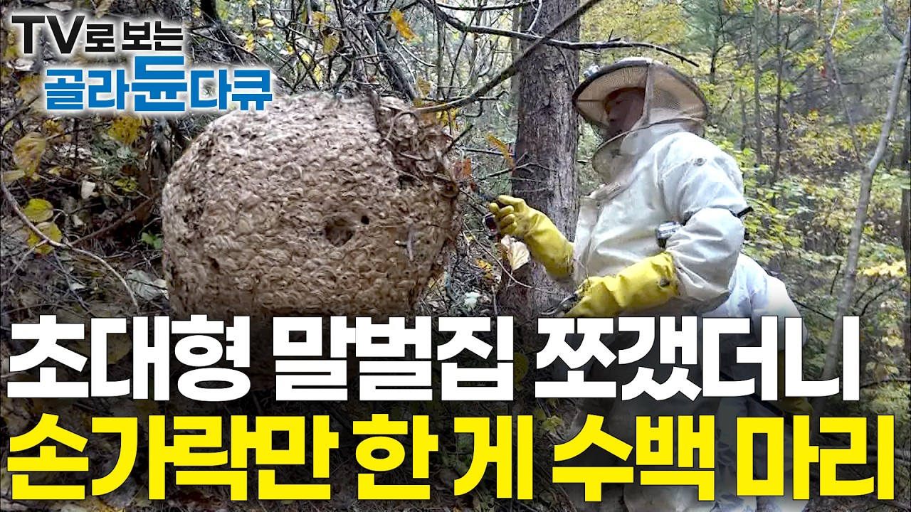 벌써 병원에 두 명 실려 갔다는 신고받고 갔더니 손가락만 한 말벌이 쏟아진다｜하루 20건 이상 신고 쏟아지는 말벌과의 전쟁｜장수말벌 털보말벌 등검은말벌 땅벌｜극한직업｜#골라듄다큐