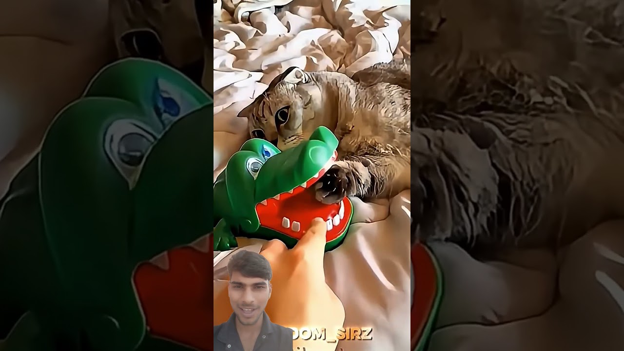 Cat's flash reflex 🐈 ⚡ #cat #aura #catshorts #youtubeshorts