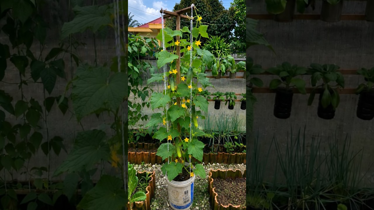 Grow Cucumbers in a Bucket: Easy DIY Container Gardening! #gardening