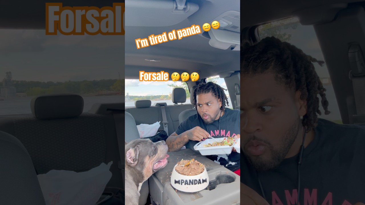 I’m tired of panda forsale🤔🤔#funny #americanbully #puppies #viral #pup #puppy #dogs #mukbang